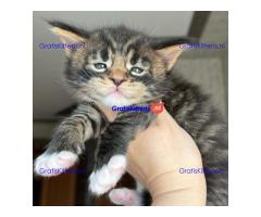 Maine Coon Kittens for sale