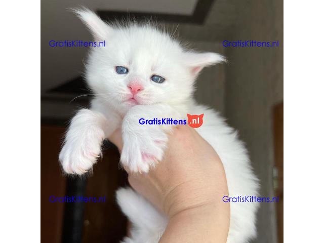 Maine Coon Kittens for sale