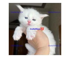Maine Coon Kittens for sale