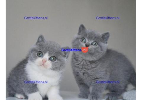 british shorthair kittens for Sale