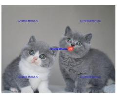 british shorthair kittens for Sale