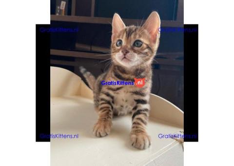 Bengal Kittens for sale