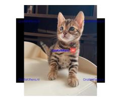 Bengal Kittens for sale