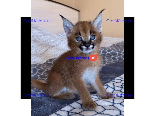 Caracal Kittens for Sale