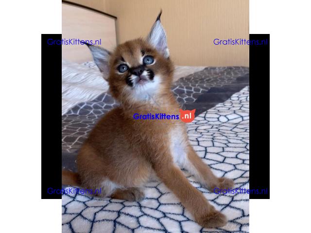 Caracal Kittens for Sale