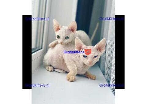 Devon Rex Kittens