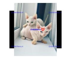 Devon Rex Kittens