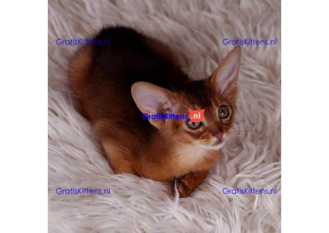 Abyssinian Kittens Ready For Sale