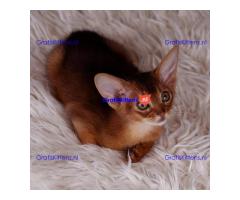 Abyssinian Kittens Ready For Sale