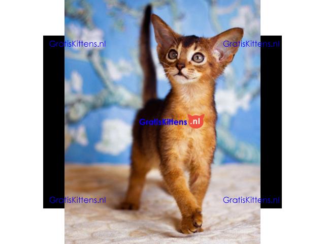 Abyssinian Kittens Ready For Sale