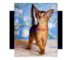 Abyssinian Kittens Ready For Sale