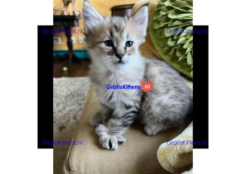 Stunning Pixie-bob Kitten For Re-homing.