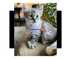 Stunning Pixie-bob Kitten For Re-homing.