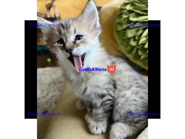 Stunning Pixie-bob Kitten For Re-homing.