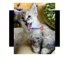 Stunning Pixie-bob Kitten For Re-homing.