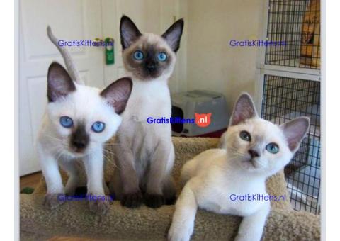 Cattery Kittens te koop €150 Whatsapp-nummer:+32 460224753