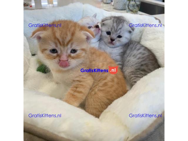 Cattery Kittens te koop €150 Whatsapp-nummer:+32 460224753