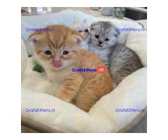 Cattery Kittens te koop €150 Whatsapp-nummer:+32 460224753