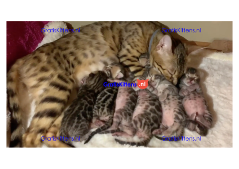 Cattery Kittens te koop €150 Whatsapp-nummer:+32 460224753