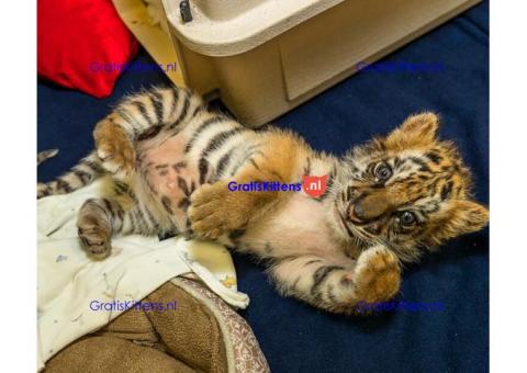 Cattery Kittens te koop €150 Whatsapp-nummer:+32 460224753