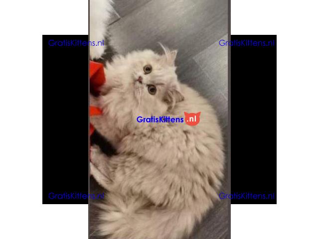 Cattery Kittens te koop €150 Whatsapp-nummer:+32 460224753