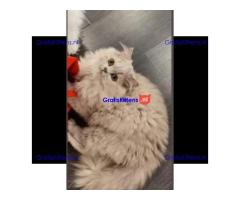 Cattery Kittens te koop €150 Whatsapp-nummer:+32 460224753