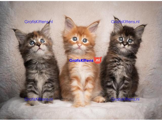 Cattery Kittens te koop €150 Whatsapp-nummer:+32 460224753