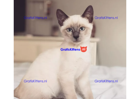 Cattery Kittens te koop €150 Whatsapp-nummer:+32 460224753