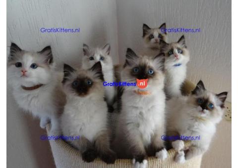 Cattery Kittens te koop €150 Whatsapp-nummer:+32 460224753