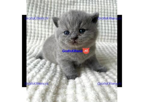 Cattery Kittens te koop €150 Whatsapp-nummer:+32 460224753