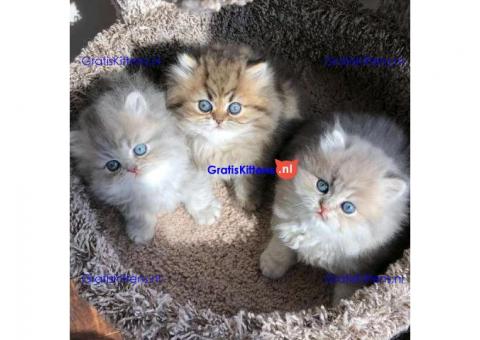 Prachtige volle Perzische kittens