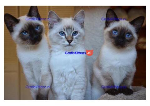 Cattery Kittens te koop €150 Whatsapp-nummer:+32 460224753