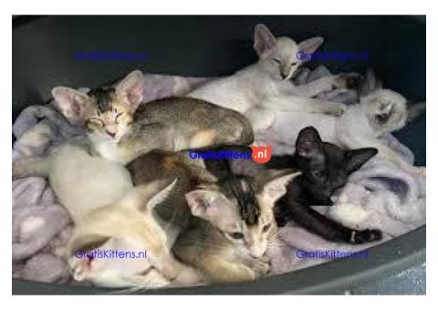 Cattery Kittens te koop €150 Whatsapp-nummer:+32 460224753