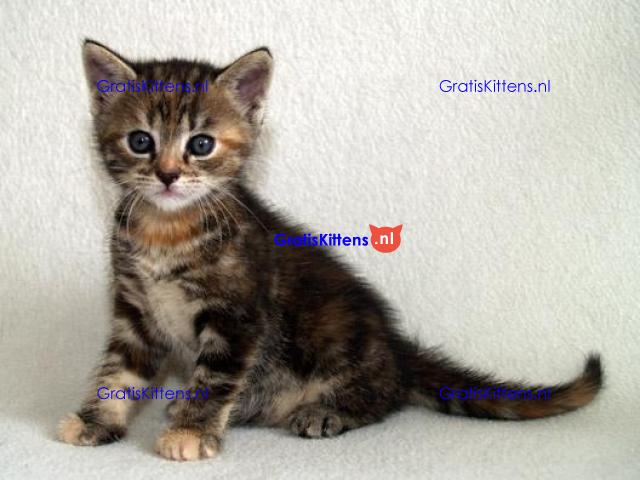 Cattery Kittens te koop €150 Whatsapp-nummer:+32 460224753