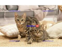 Cattery Kittens te koop €150 Whatsapp-nummer:+32 460224753