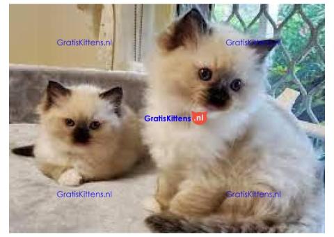 Cattery Kittens te koop €150 Whatsapp-nummer:+32 460224753
