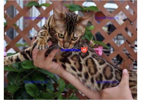 Cattery Kittens te koop €150 Whatsapp-nummer:+32 460224753