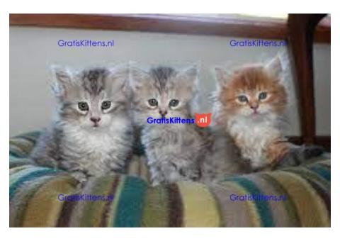 Cattery Kittens te koop €150 Whatsapp-nummer:+32 460224753