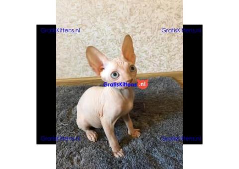 Gezonde mannelijke en vrouwelijke Sphynx-kittens Op zoek naar nieuwe huizen