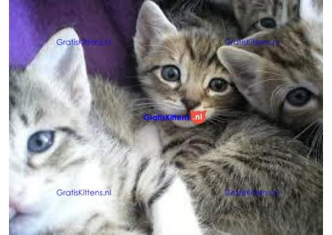 Cattery Kittens te koop €150 Whatsapp-nummer:+32 460224753