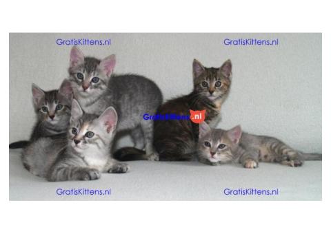 Cattery Kittens te koop €150 Whatsapp-nummer:+32 460224753