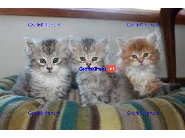 Cattery Kittens te koop €150 Whatsapp-nummer:+32 460224753