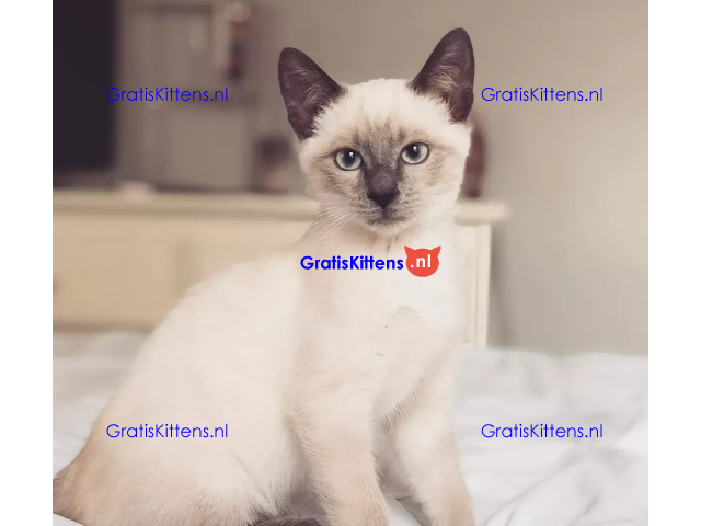 Cattery Kittens te koop €150 Whatsapp-nummer:+32 460224753