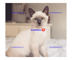 Cattery Kittens te koop €150 Whatsapp-nummer:+32 460224753