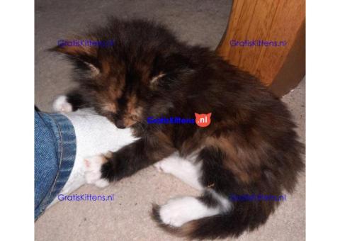 Britse Korthaar/Scottish Fold Blauw en Lilac kitten €150 Whatsapp-nummer: +32 460224753