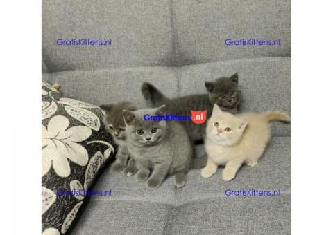 Britse korthaar kittens te koop.Whatsapp/Viber +447565118464