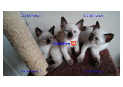 Lieve Siamese kittens