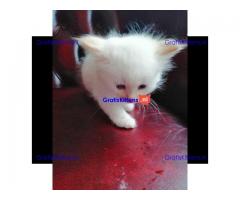 Hypoallergene pure Siberische showklas