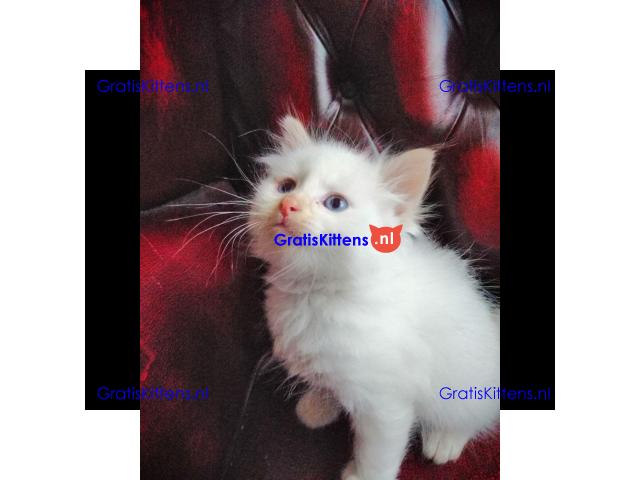 Hypoallergene pure Siberische showklas