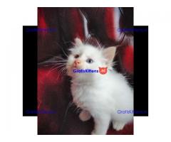 Hypoallergene pure Siberische showklas